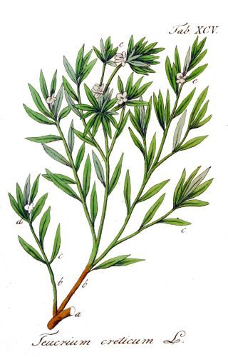 Poley of Crete - Teucrium polium - Дубровник критский